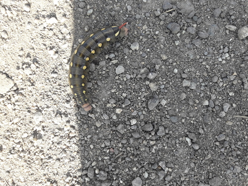 Lišaj lipkavcový (Hyles gallii)