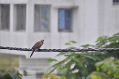 Streptopelia chinensis