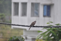 Streptopelia chinensis