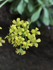 Draba zionensis