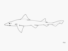 Narrownose Smoothhound photo 3