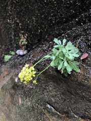 Draba zionensis