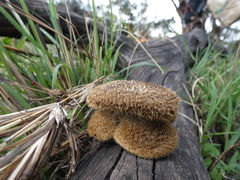 Lentinus