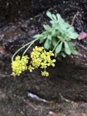 Draba zionensis
