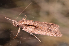 Izatha attactella