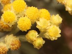 Helichrysum arenarium