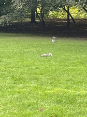 Sciurus carolinensis