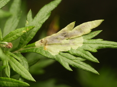 Calycomyza artemisiae