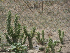 Austrocylindropuntia