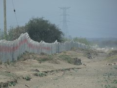 Austrocylindropuntia