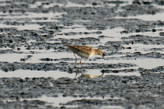 Calidris subminuta