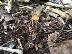 Pholiotina gracilenta