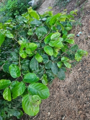 Homalium