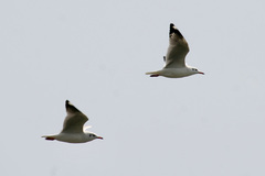 Chroicocephalus brunnicephalus