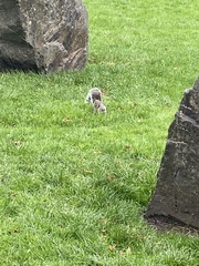 Sciurus carolinensis