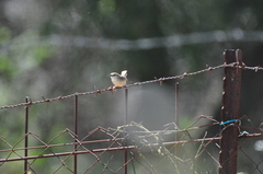 Prinia gracilis