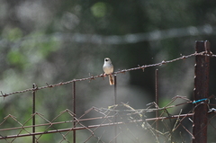 Prinia gracilis