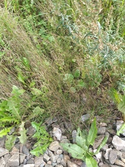 Agrostis vinealis