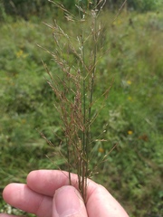 Agrostis vinealis