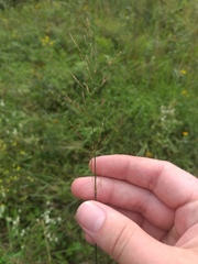 Agrostis vinealis