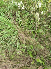 Agrostis vinealis