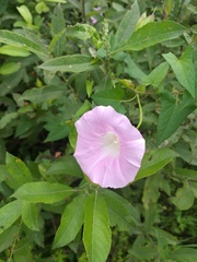 Calystegia sepium spectabilis