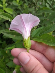 Calystegia sepium spectabilis