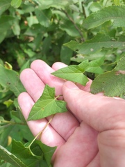 Calystegia sepium spectabilis