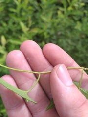 Calystegia sepium spectabilis