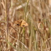 Synaphe uxorialis - Photo (c) עומר וינר, some rights reserved (CC BY-NC), uploaded by עומר וינר