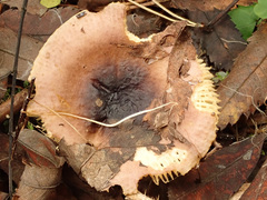 Russula puellaris