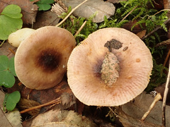 Russula puellaris