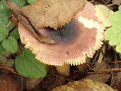 Russula puellaris