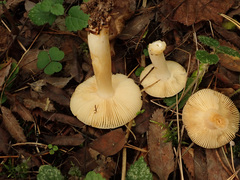 Russula puellaris