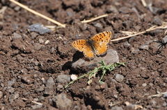 Melitaea ornata