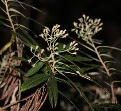 Olearia heterocarpa