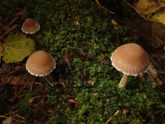Psathyrella olympiana