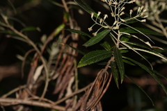 Olearia heterocarpa
