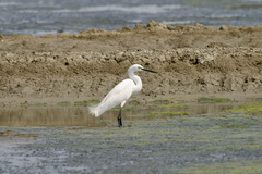 Egretta garzetta