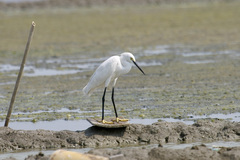 Egretta garzetta