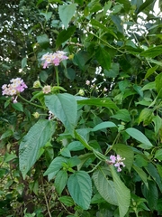 Lantana rugosa