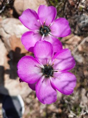Drosera cistiflora