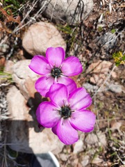 Drosera cistiflora