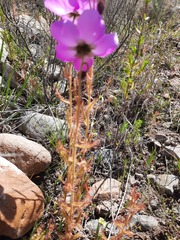 Drosera cistiflora