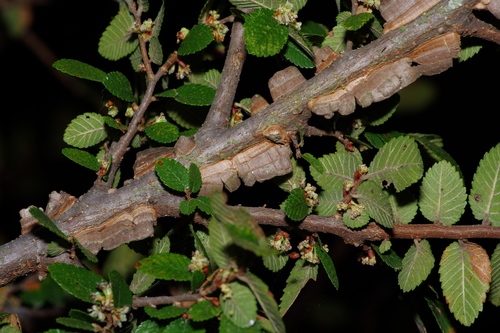 Cedar elm (Ulmus crassifolia)