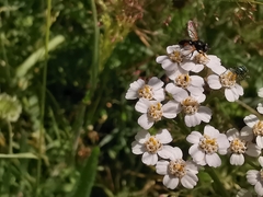 Clairvillia biguttata
