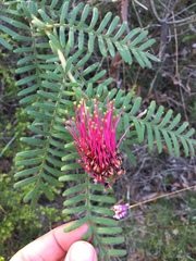 Grevillea caleyi