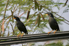 Acridotheres grandis