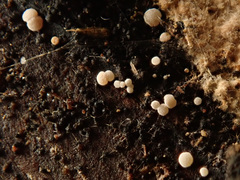 Polydesmia pruinosa