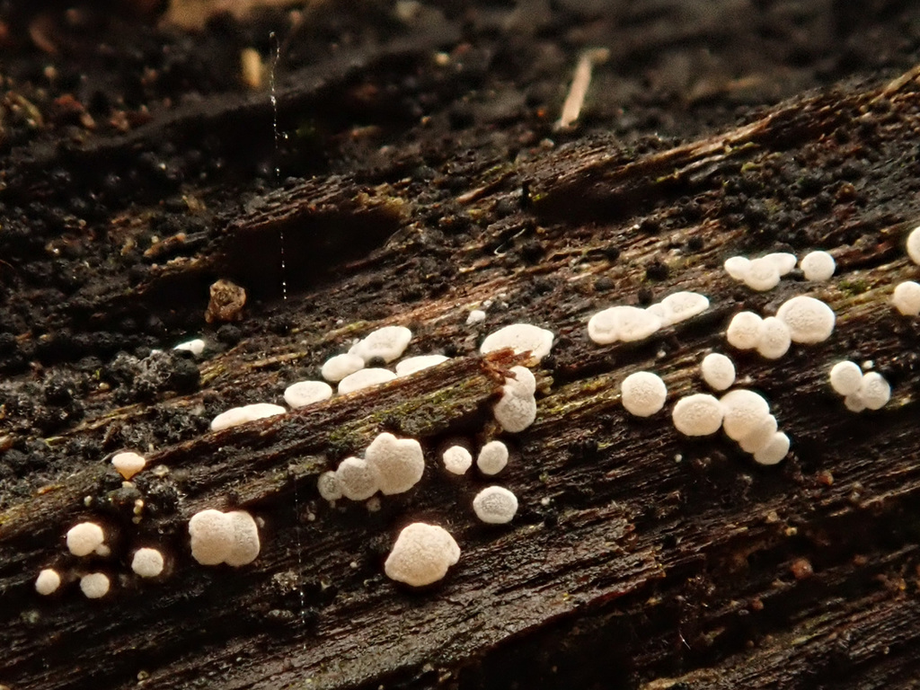 Polydesmia pruinosa
